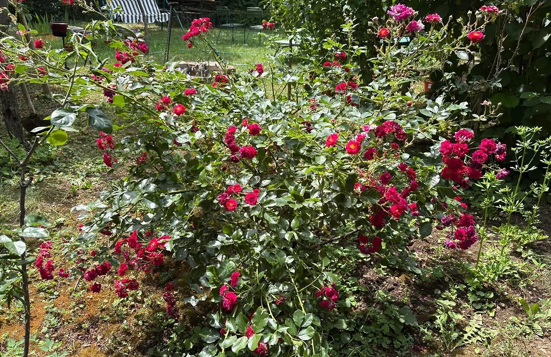 The Buda Side Garden - Dorms & Private Rooms-1